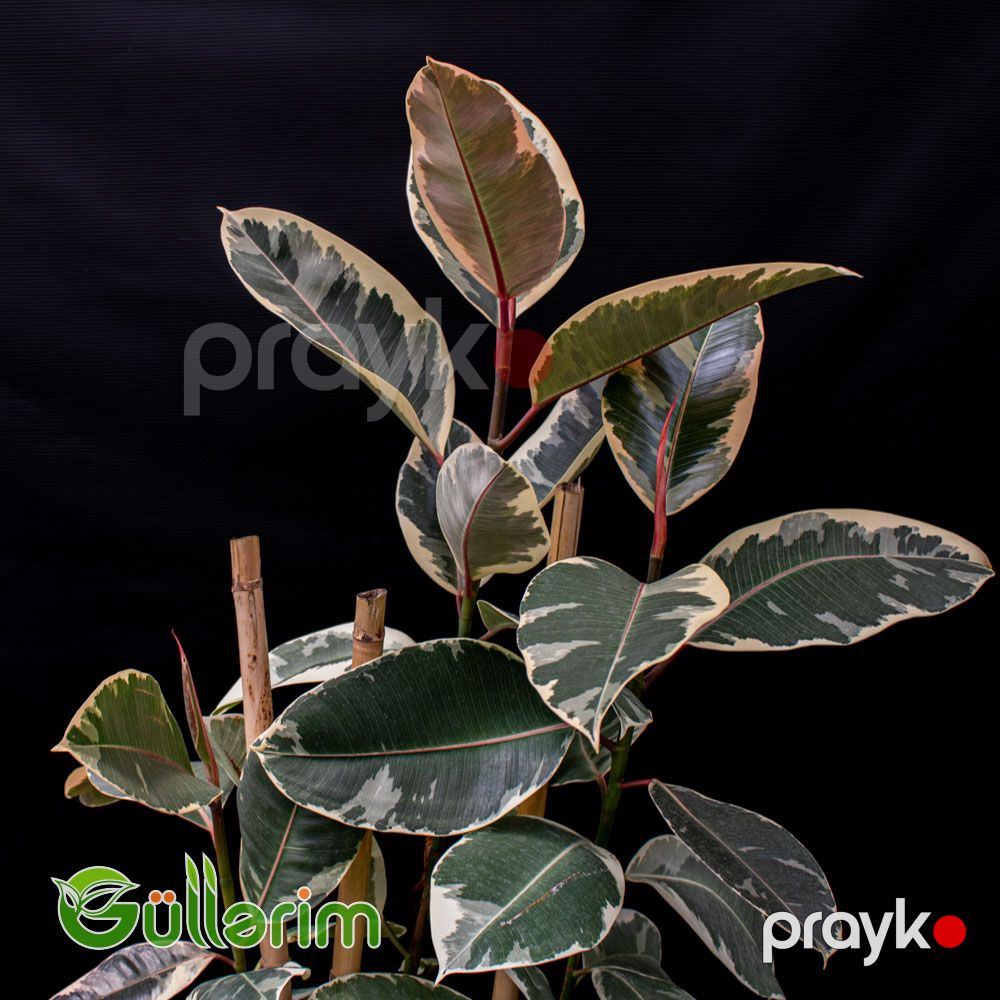 Ficus Elastica (Fikus elastika) — Bitkilər, Bakı (2)