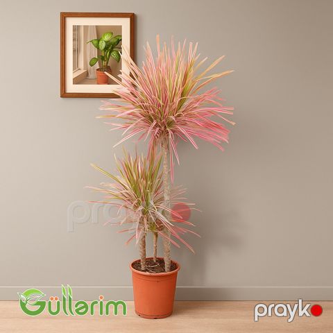 Dracaena Marginata (Drasena Marqinata) — Bakı