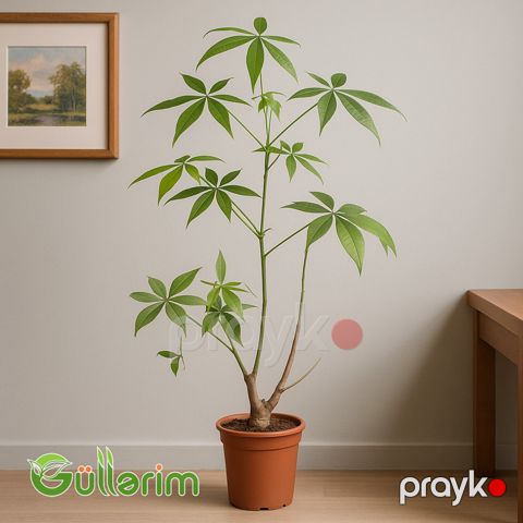 Pachira aquatica (Paxira Pul Ağacı — Bakı