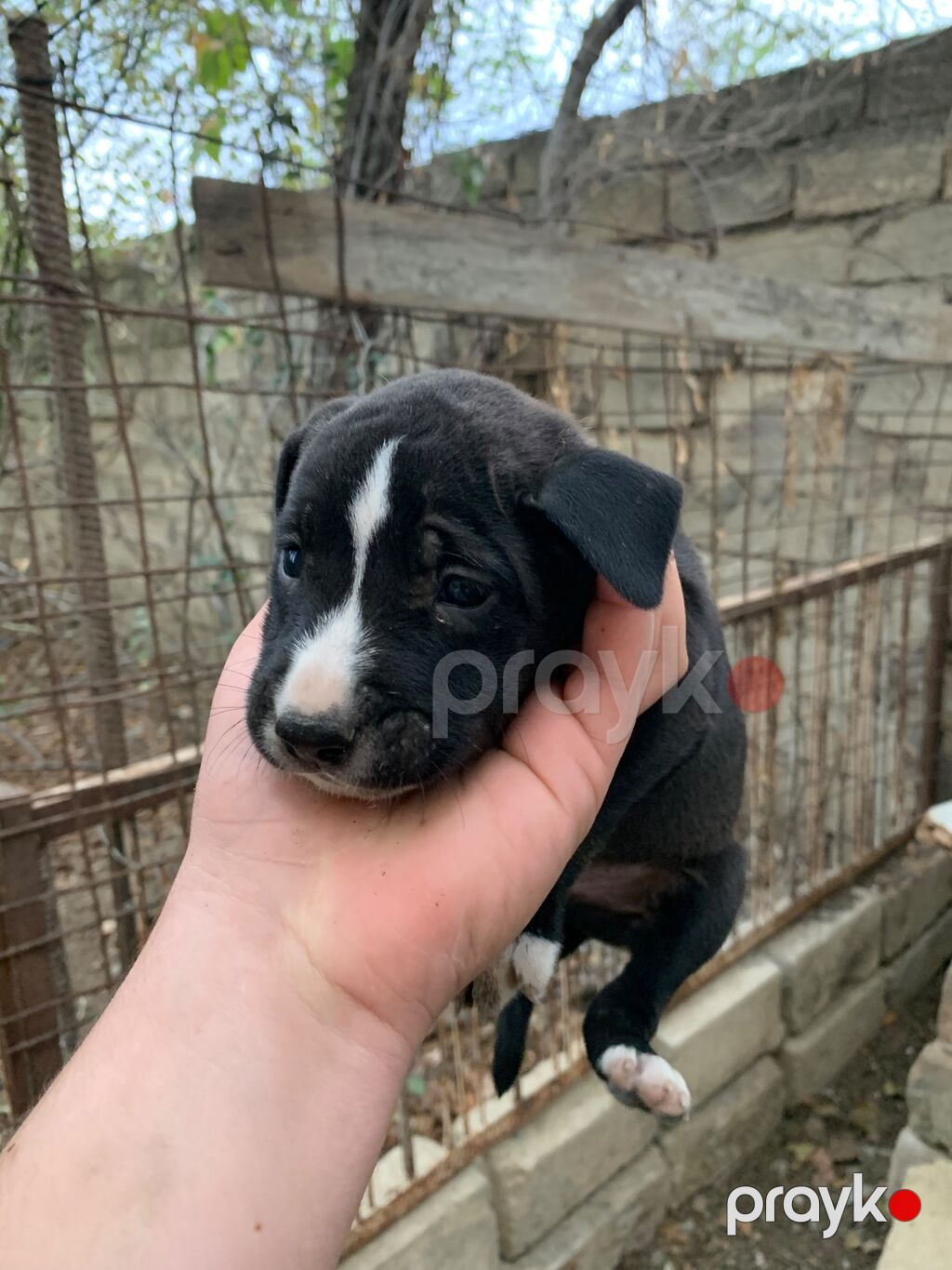 Amstaff/Pitbull penvendli 1 ayliq 4 dişi 4 erkek Şəkillərdə balaca — Köpəklər, Biləsuvar (8)