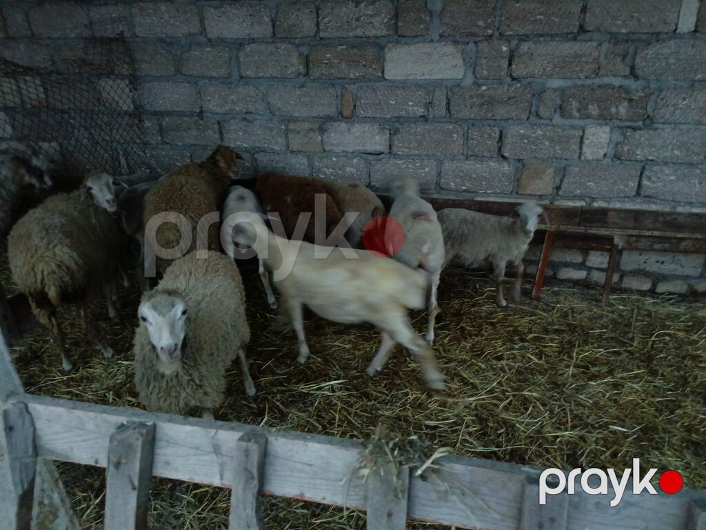 11baş quzu satılır — Kənd təsərrüfatı heyvanları, Quba (3)