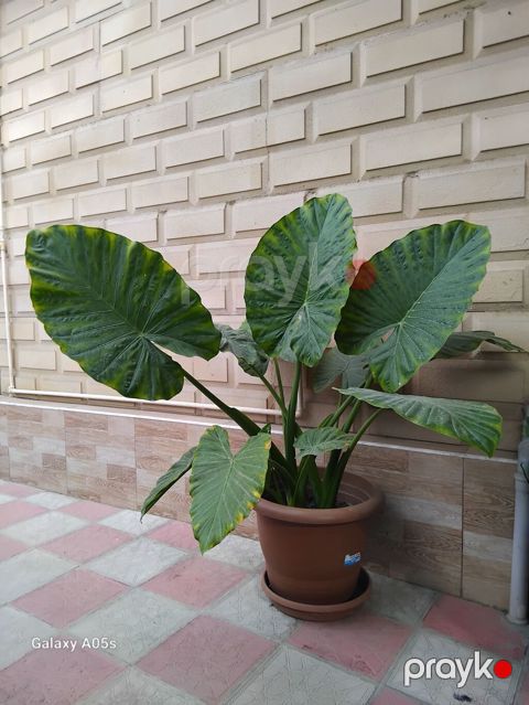 Böyük ölçülü dekorativ otaq/bağ bitkisi – Alocasia (Fil qulağı) — Lənkəran