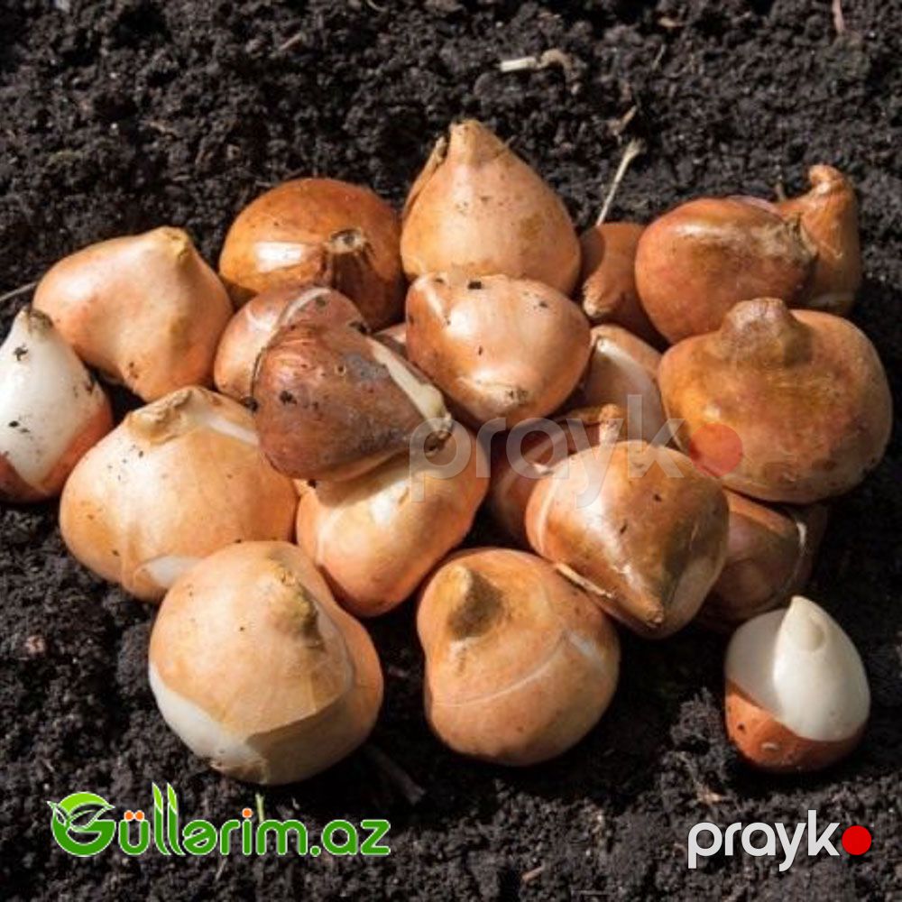 Tulpan ikiqat ləçəkli (Tülpan) — Bitkilər, Bakı (2)