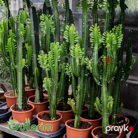 Euphorbia kaktus — Bakı