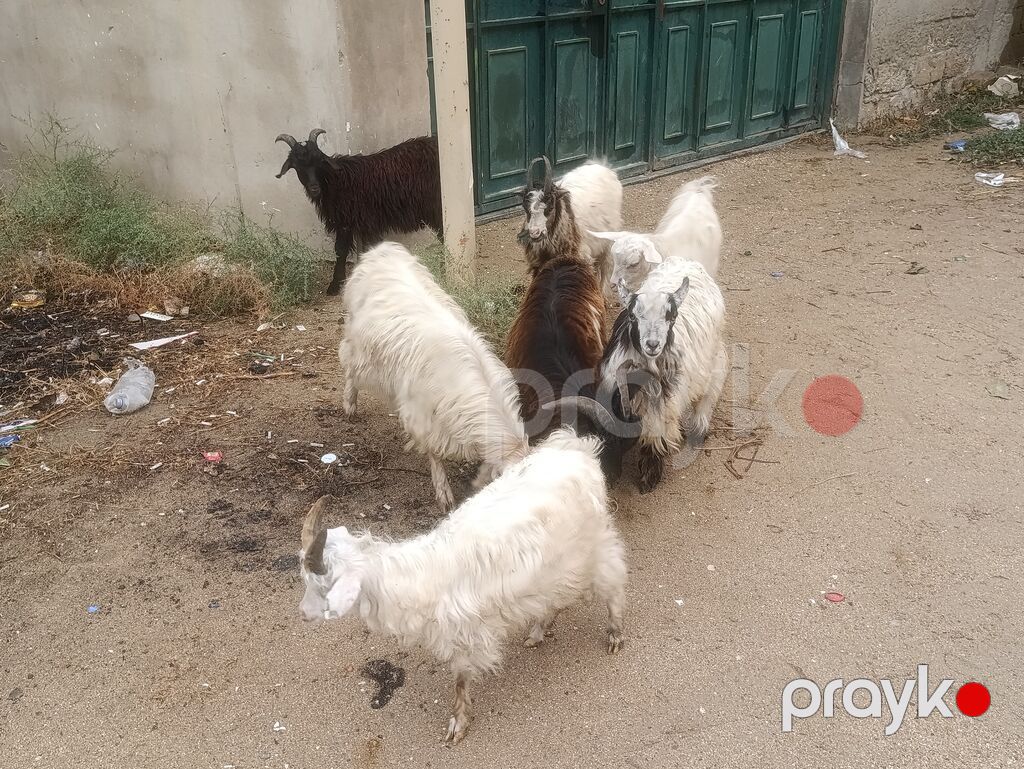 7 ədədi Çəpiş 6 Erkeyi bir dişi Üstü üstə 125 Razılaşmaq olar — Kənd təsərrüfatı heyvanları, Digah (3)
