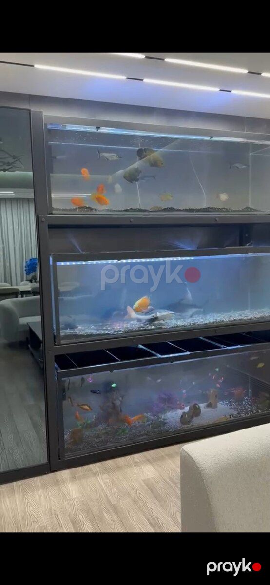 Akvarium — Akvariumlar və balıqlar, Bakı (2)