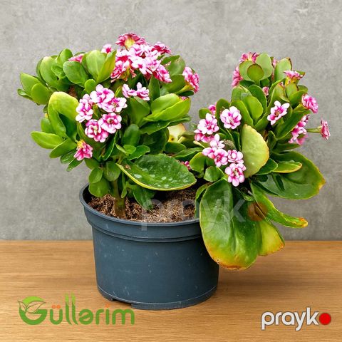 Kalanxoe blossfeldiana (Kalanxoe) — Bakı