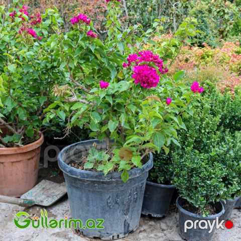 Bugenvíliya-Bənövşə gülü (Bougainvillea)