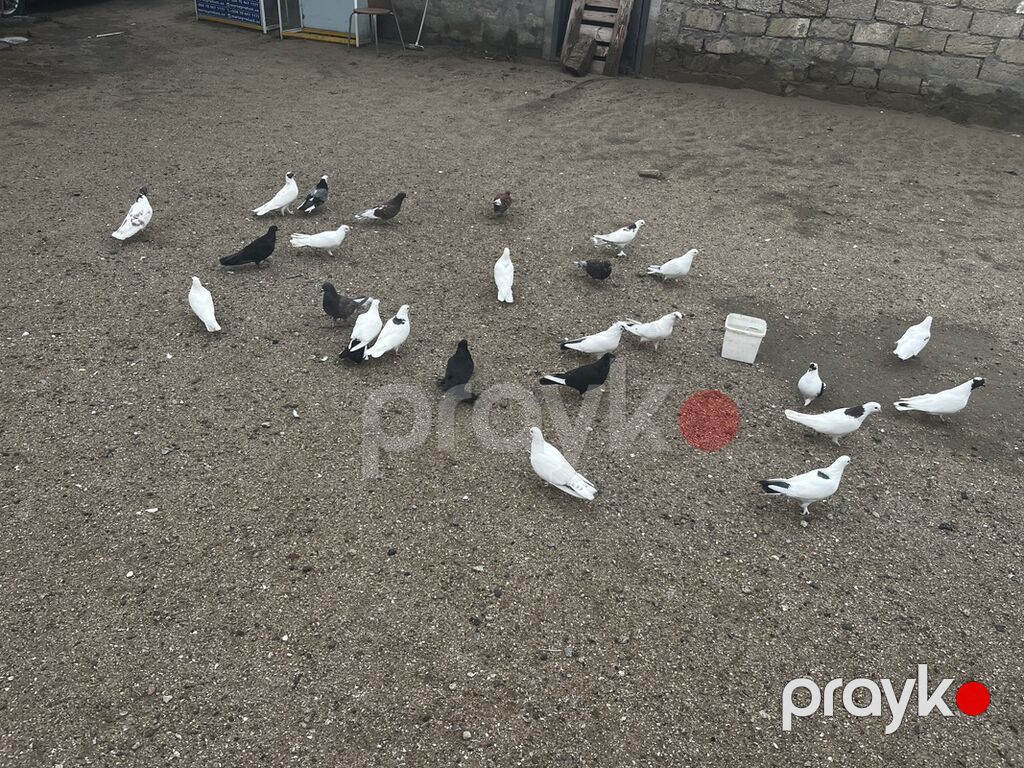 Tərgizirəm deyə satıram içində boynu güllülər qara baş qırmızı başlar — Göyərçin, Digah (2)