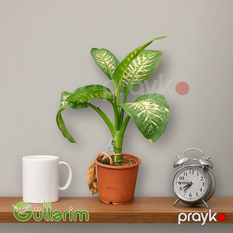 Dieffenbachia (Difenbaxiya) — Bakı