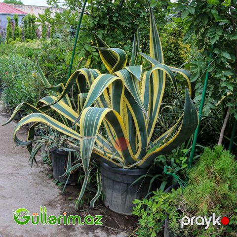 Amerika aqavası (Agave americana)