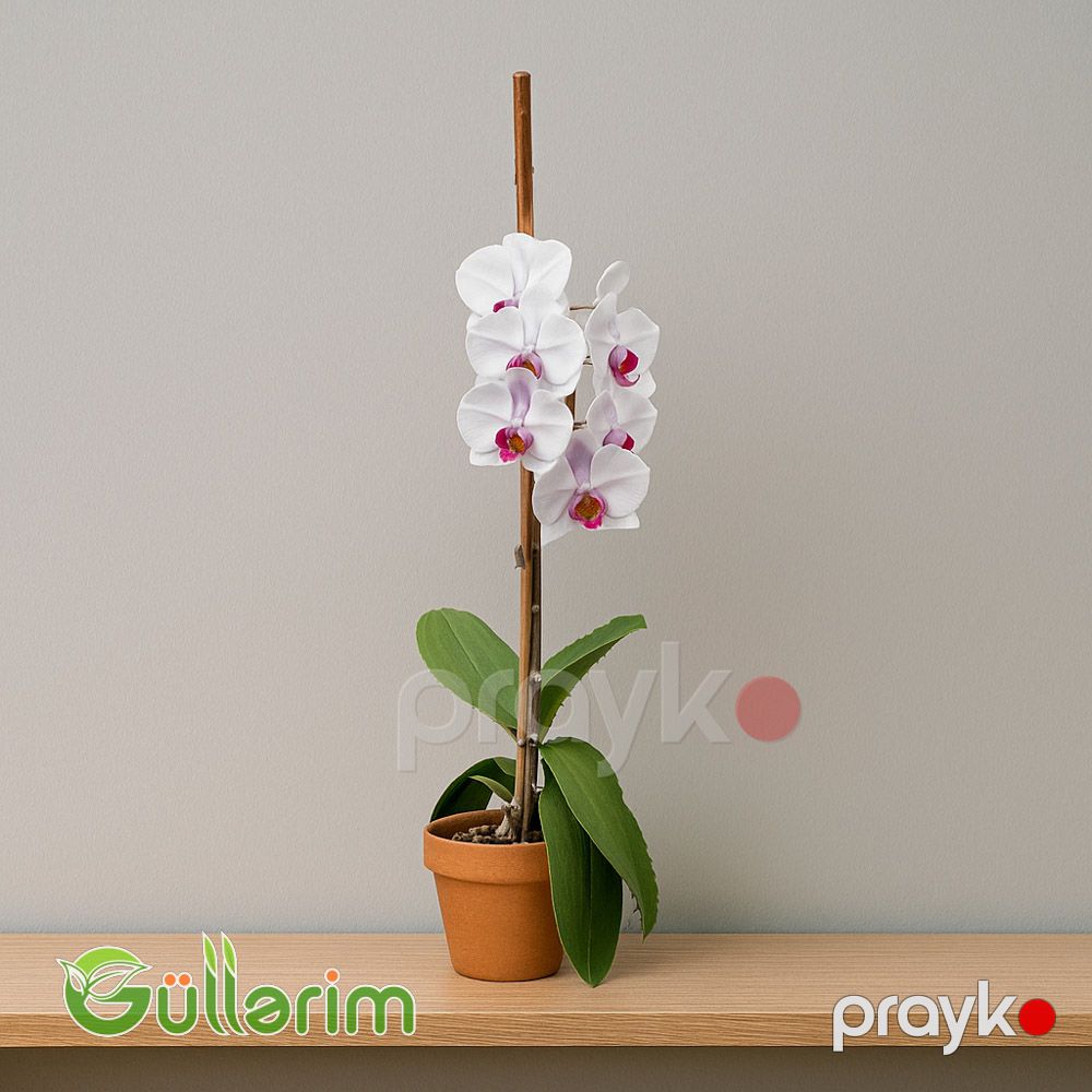 Ağ Orxideya (Phalaenopsis) — Bitkilər, Bakı (2)