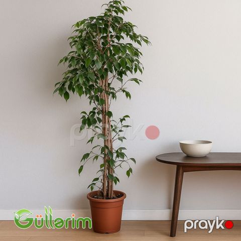 Ficus Benjamina (Fikus Benjamin) — Bakı