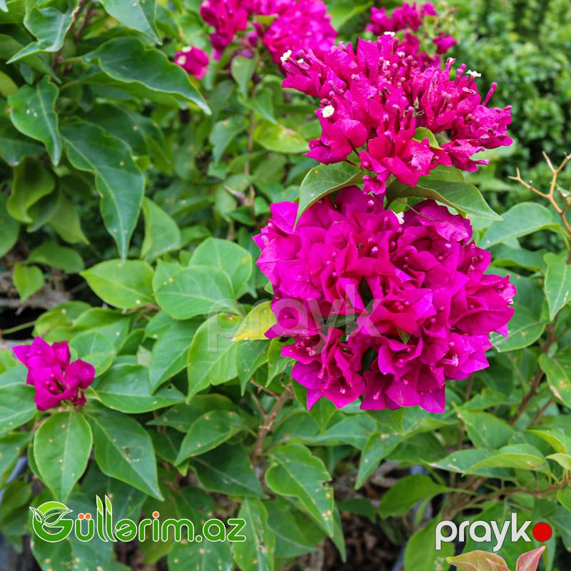 Bugenvíliya-Bənövşə gülü (Bougainvillea) — Bitkilər, Bakı (2)
