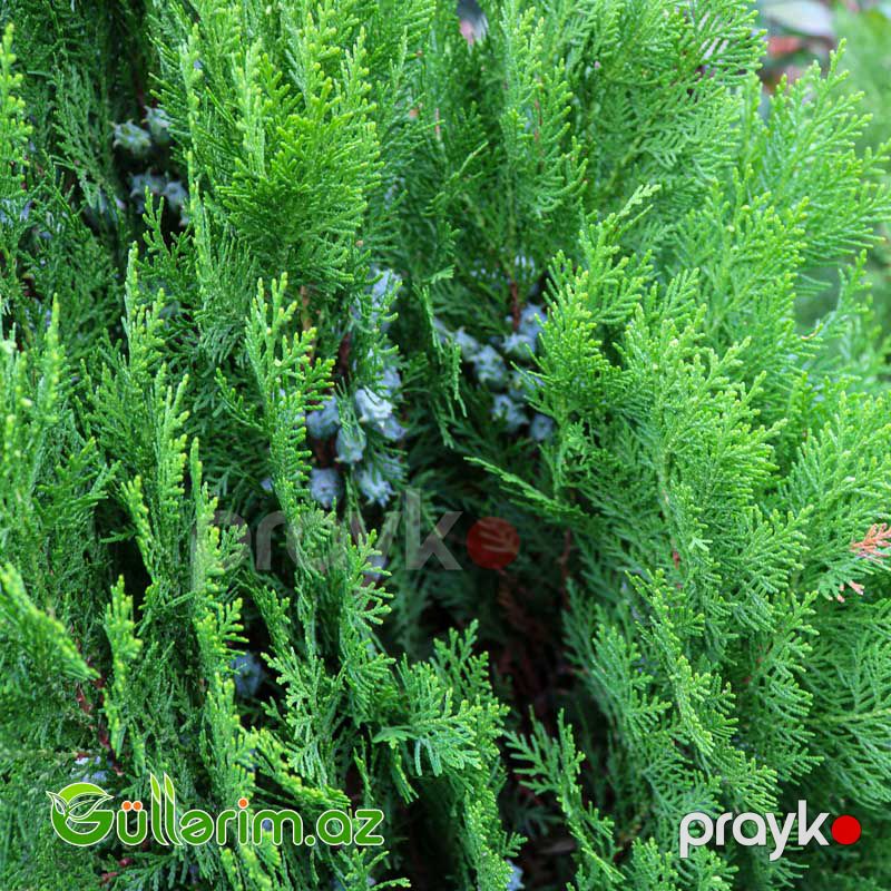 Amerikan Tuya (Thuja occidentalis) — Dacha və bağ, Bakı (3)