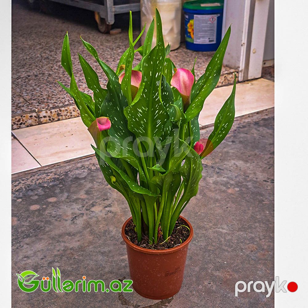 Kalla Zambağı (Zantedeschia / Calla Lily) — Bitkilər, Bakı (4)