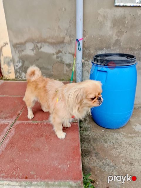 Pekines — Digah
