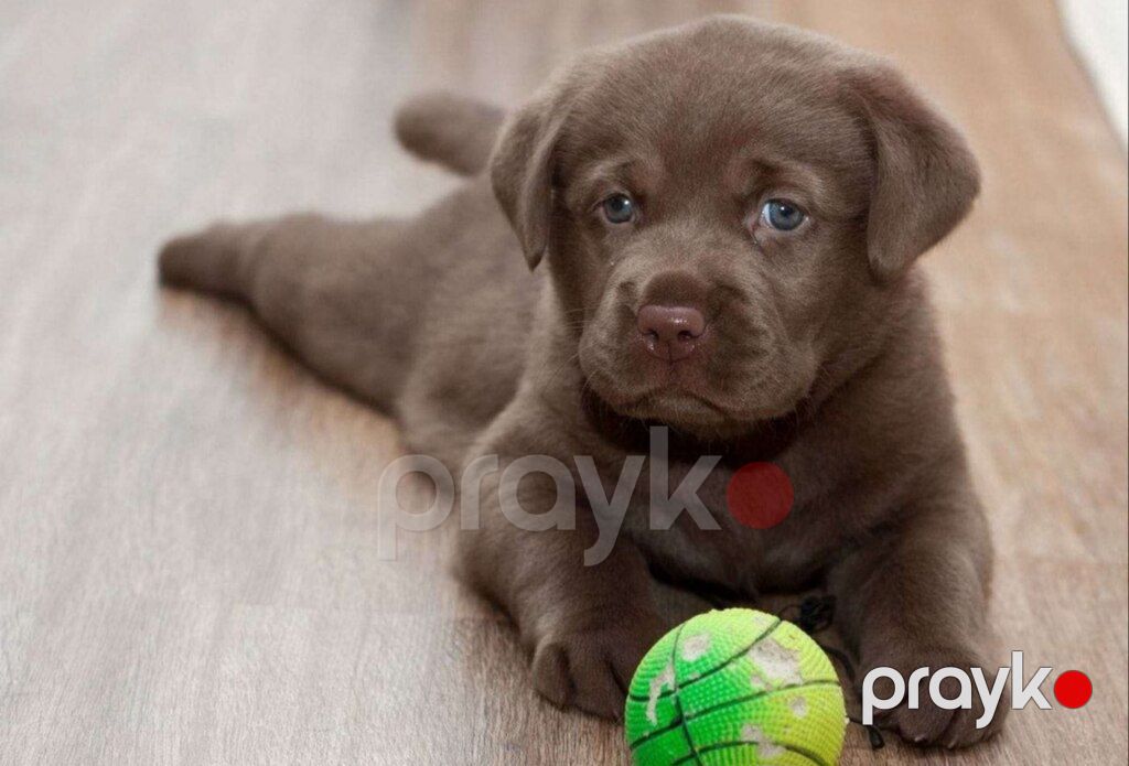 Labrador Retriver — Köpəklər, Bakı (3)