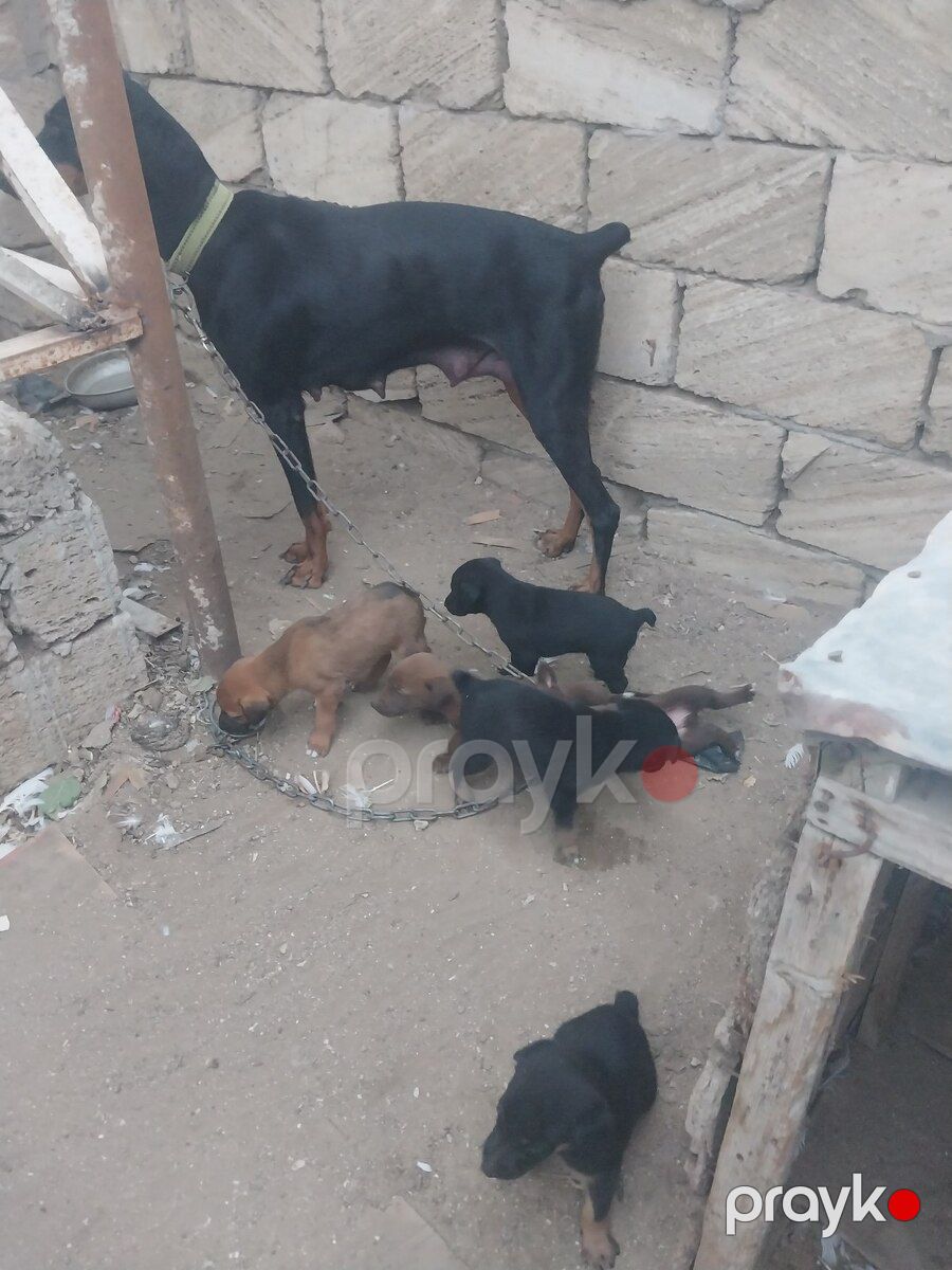 Doberman balaları — Köpəklər, Bakı (3)