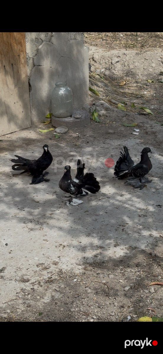 Göyərçinlər — Quşlar, Bakı (5)