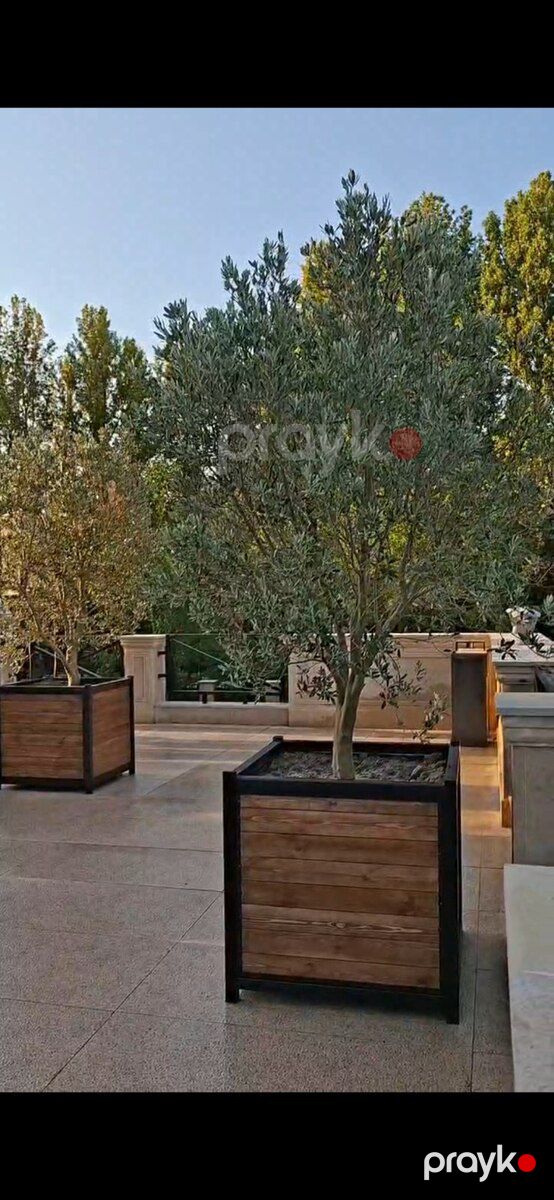 Dibçəklər — Bitkilər, Bakı (2)