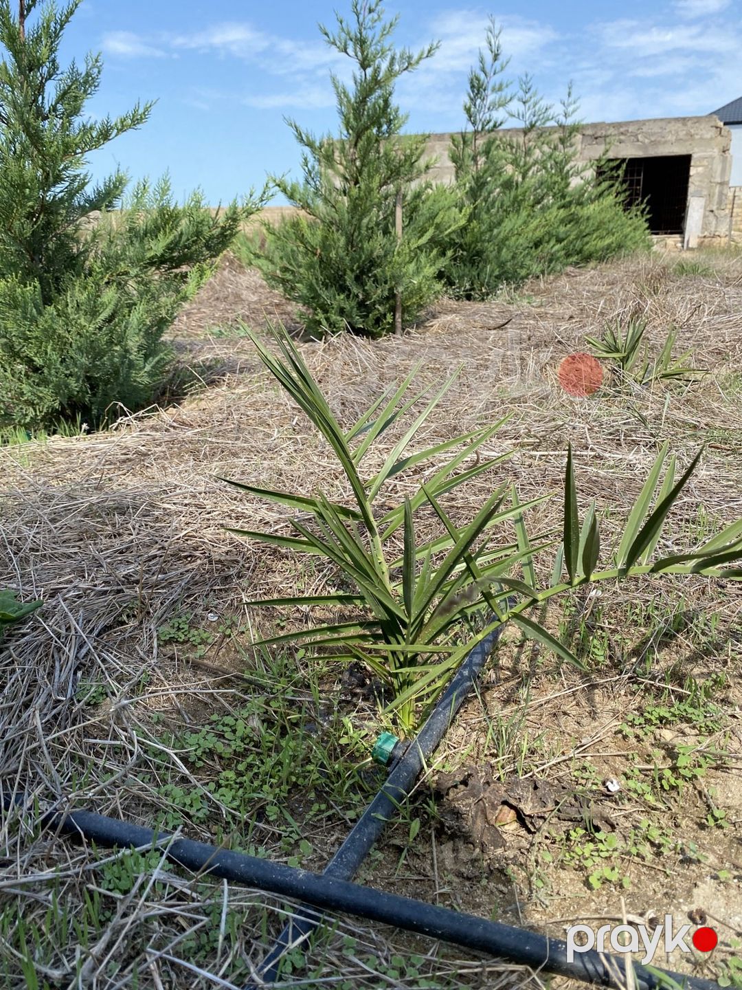 Satılır torpaq 12 sot — Torpaq, Bakı (2)