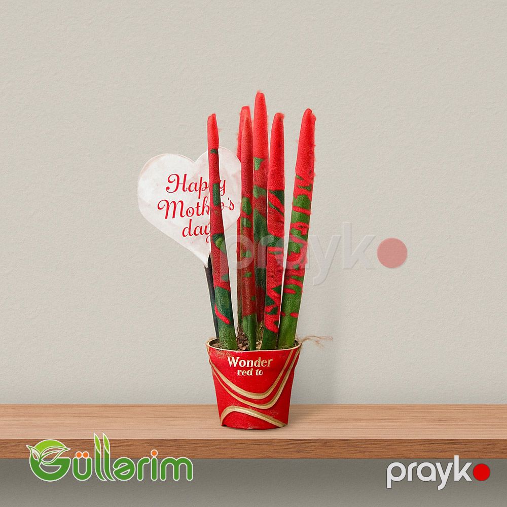 Qılınc bitkis, Sansevieria trifasciata,Драцена трёхполосная — Bitkilər, Bakı (3)