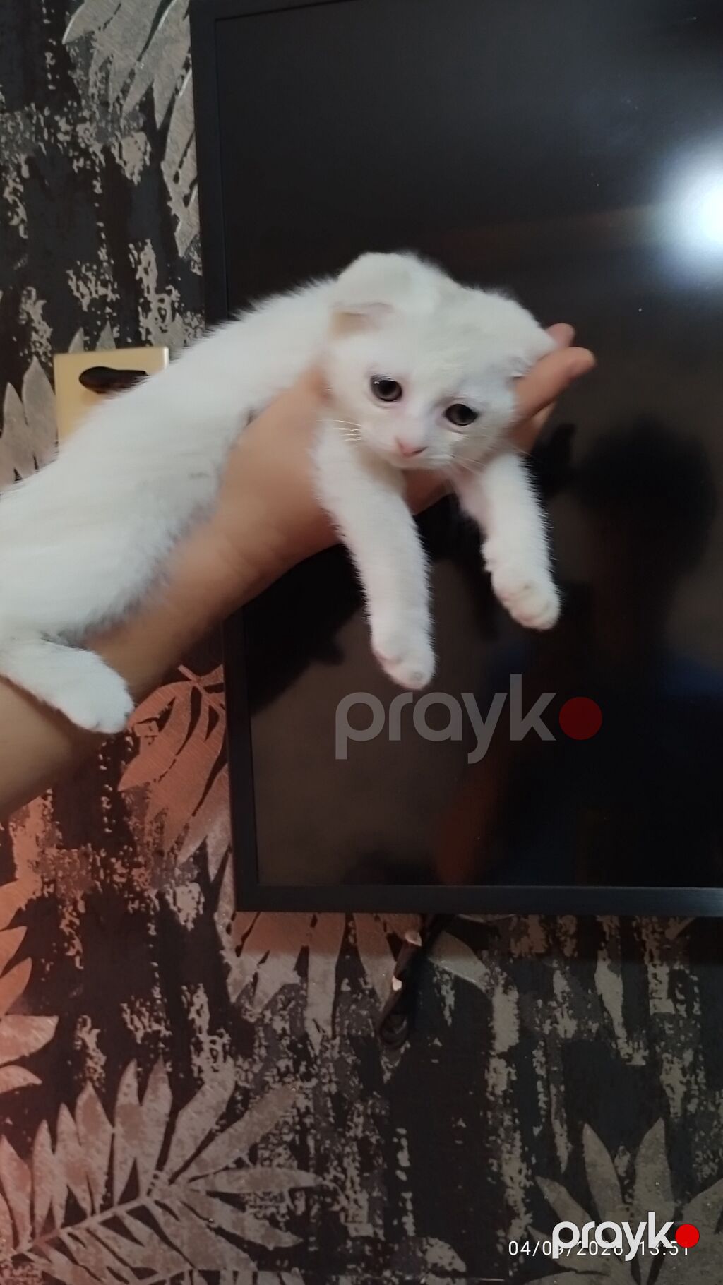 Şotland yastı qulaq, Dişi, Yaxşı əllərə, Ünvandan götürmə — Pişiklər, Bakı (3)