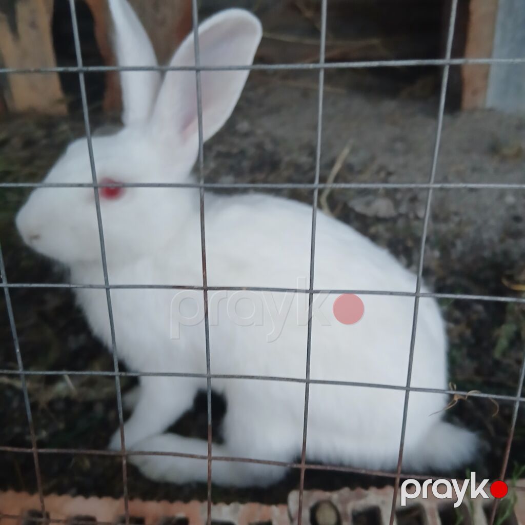 Ağ albin dovşanı satılır səmi 13 azn - Cins/type: ağ albin — Dovşanlar, Göyçay (2)