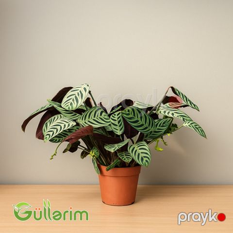 Kalateya - Calathea (Dua bitkisi) — Bakı
