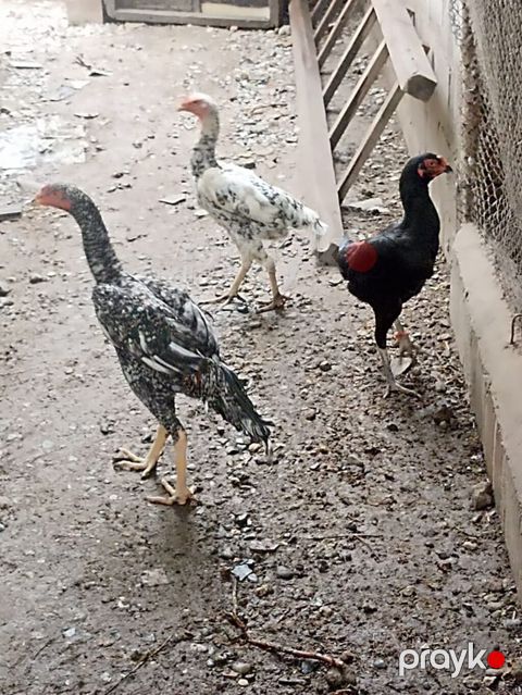 Toyuq, Damazlıq — Bakı