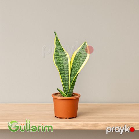 Sansevieria (Sansiveriya) — Bakı