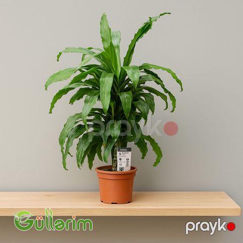Dracaena fragrans (Dracaena) — Bakı