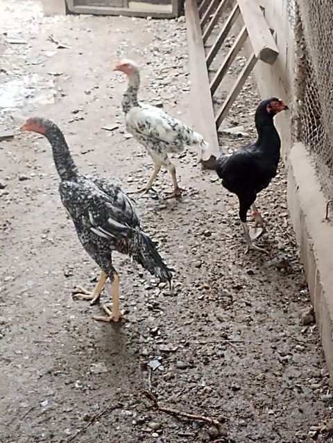 Heyratı beçələr — Bakı