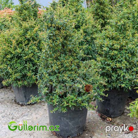 Perekanda ağacı (Nandina domestica) — Bakı