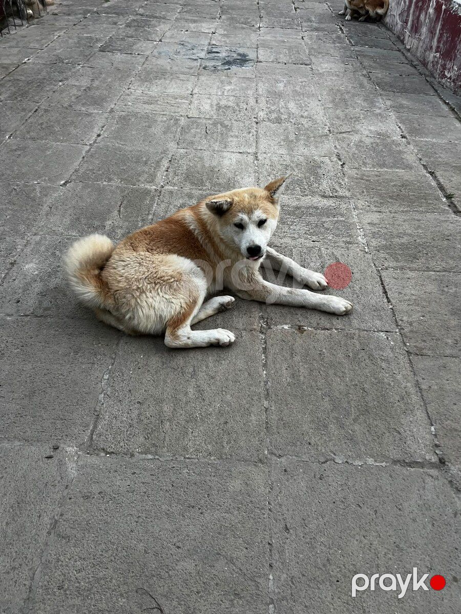 Akita-inu — Köpəklər, Bakı (2)
