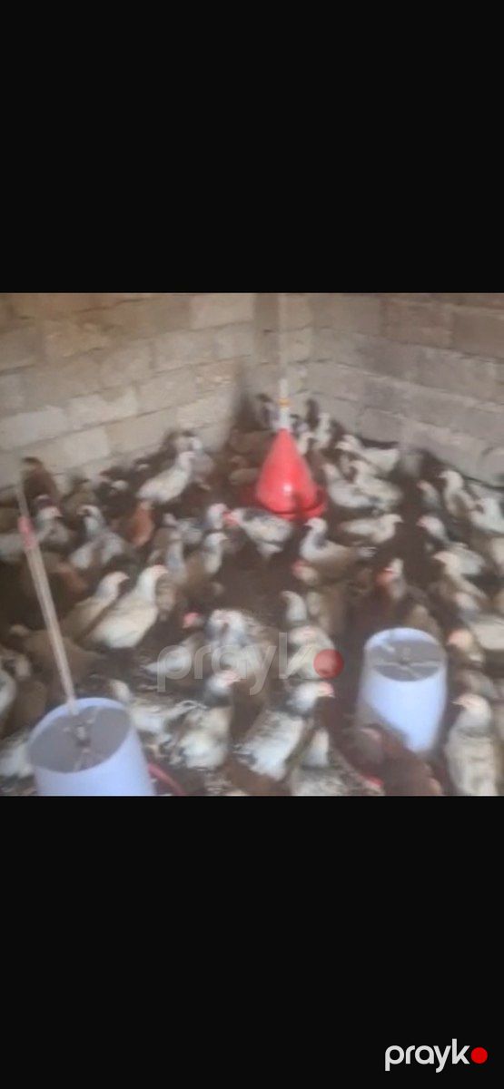Çolpalar — Quşlar, Bakı (7)