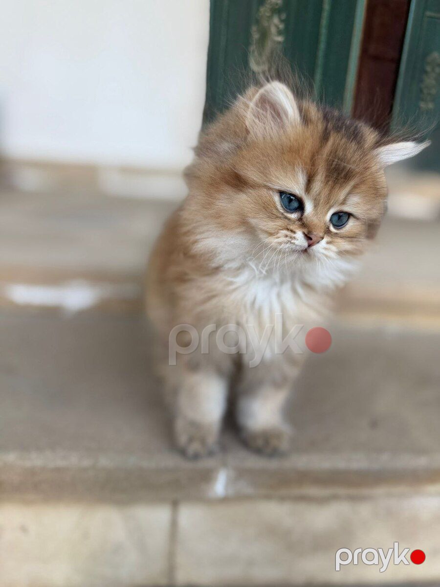Şinşilla pişiyi balası — Pişiklər, Bakı (4)