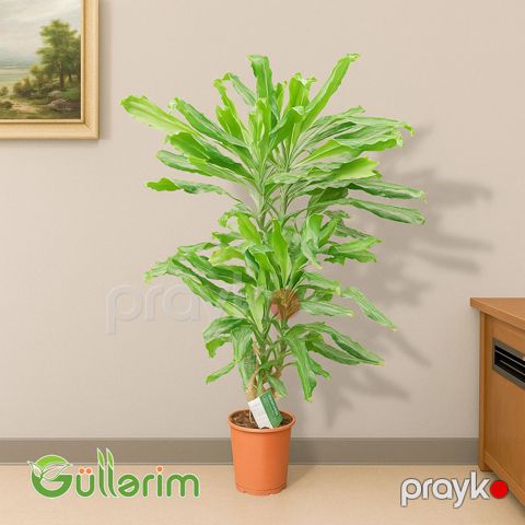Dracaena fragrans (Limon Laym) — Bakı