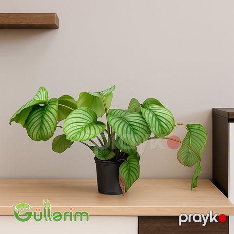 Calathea orbifolia (Qalateya Orbiqoliya) — Bakı