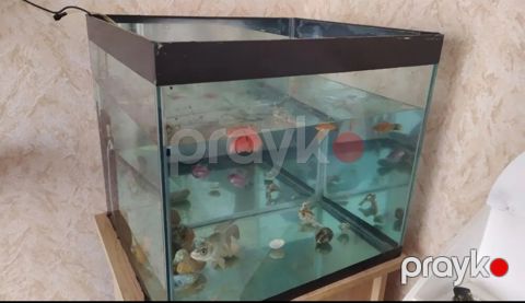 Akvarium — Bakı