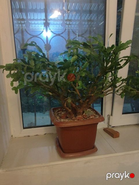Şlumbergera — Bakı