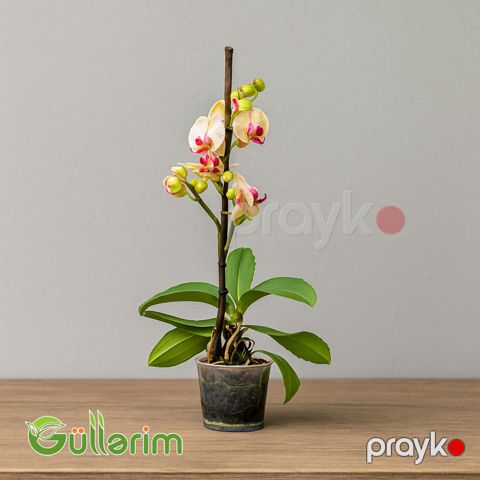 Rəngli Orxideya (Phalaenopsis) — Bakı