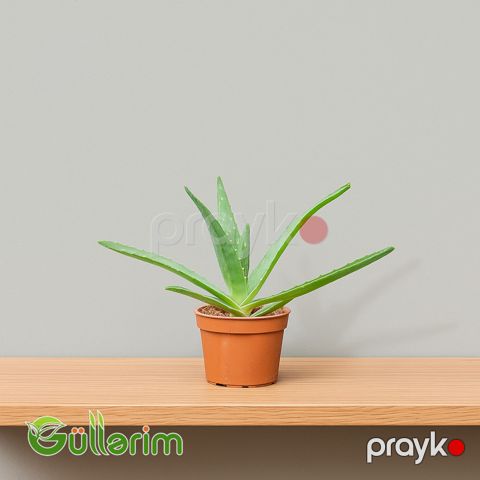 Aloe (Əzvay — Bakı