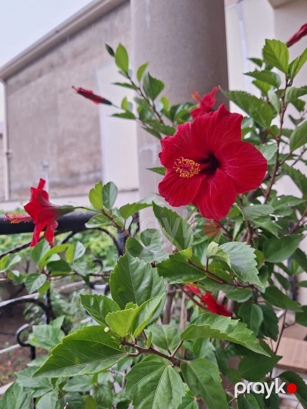 Qırmızı çiçəkli hibiskus (Hibiscus rosa‑sinensis) – iri saksıda — Qapı bitkələri, Bakı (2)