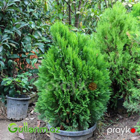 Amerikan Tuya (Thuja occidentalis) — Bakı