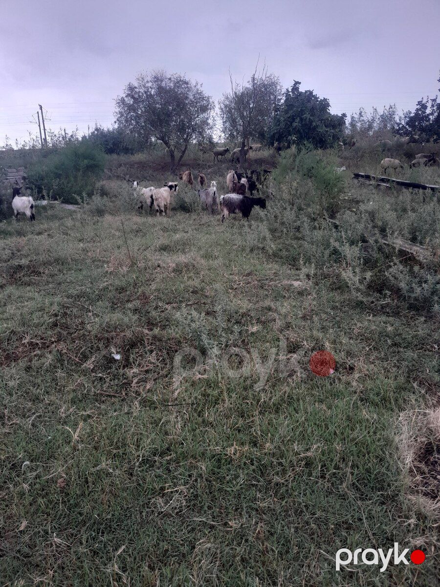 Keçilər — Kənd təsərrüfatı heyvanları, Şabran (2)
