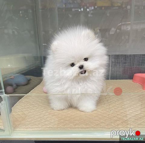 Pomerian Spitz balasi mindi — Bakı