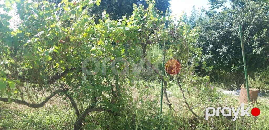 Heyvandarlıq üçün ferma binası - Dəyərindən qat qat az məbləğə — Əmlak, Şəki (7)