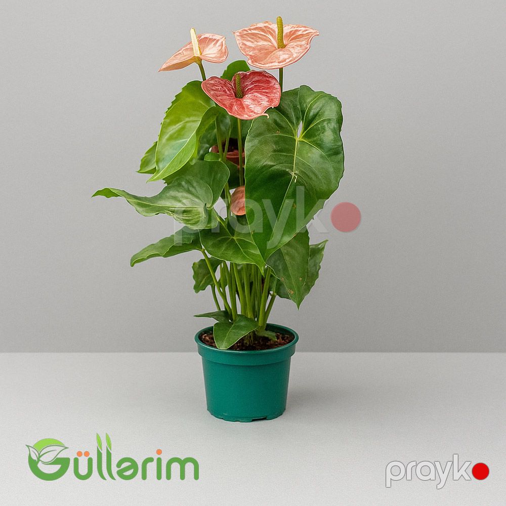 Anthurium (Flamingo çiçəyi) — Bitkilər, Bakı (2)